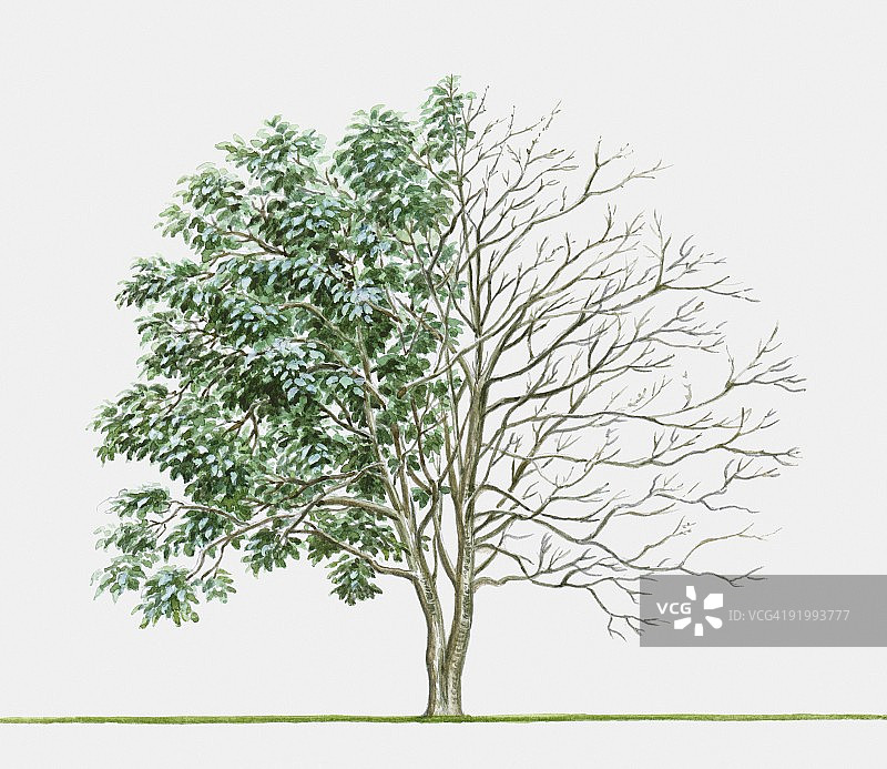 夏季绿叶与冬季枯枝的野桐树插画图片素材