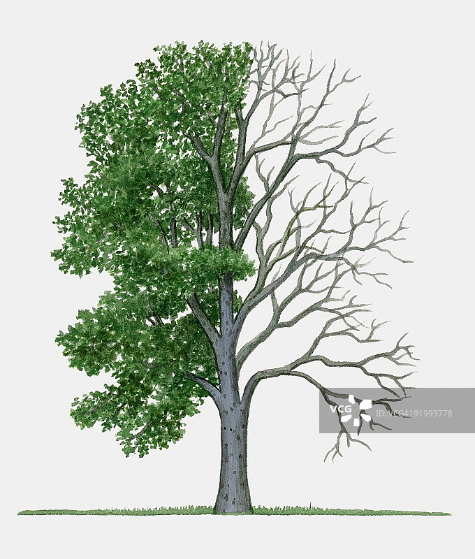 朴树的夏季叶子插画图片素材