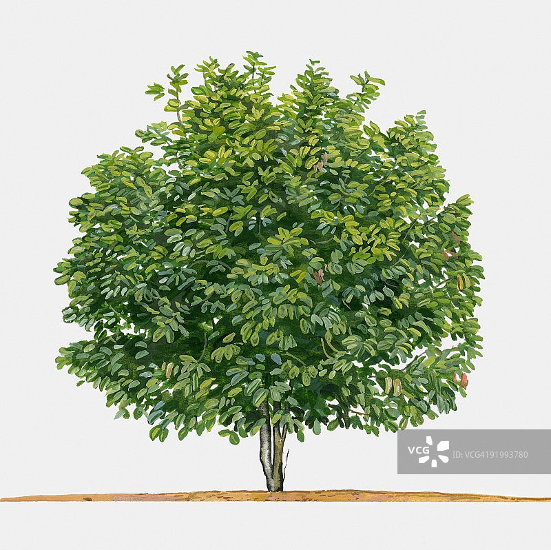 可可树插画图片素材