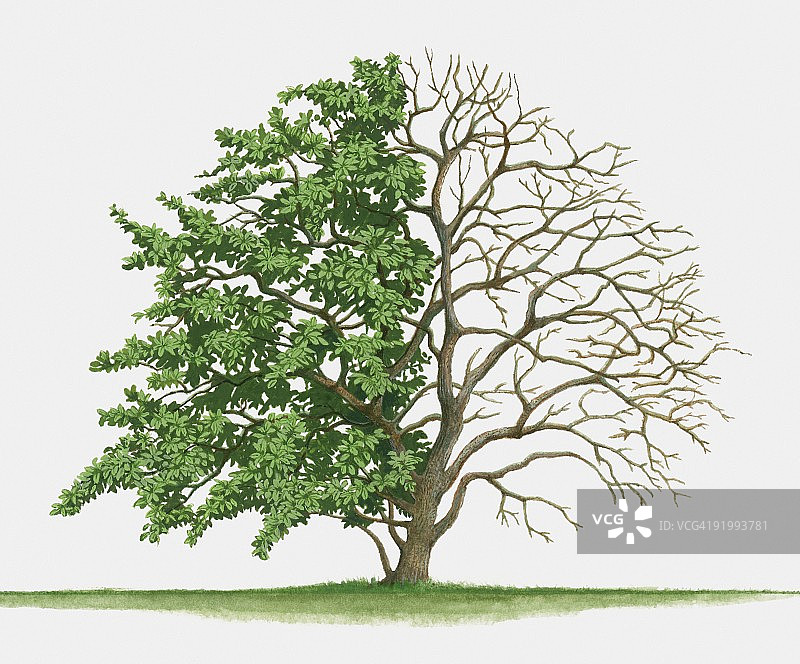 榅桲树插画：展示夏季树叶的小型落叶树图片素材