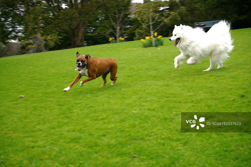 在公园里互相追逐的狗图片素材