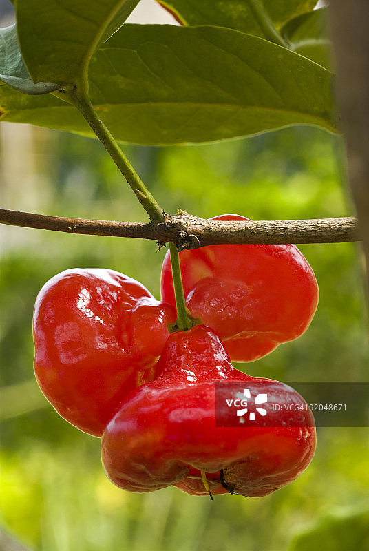 水苹果图片素材
