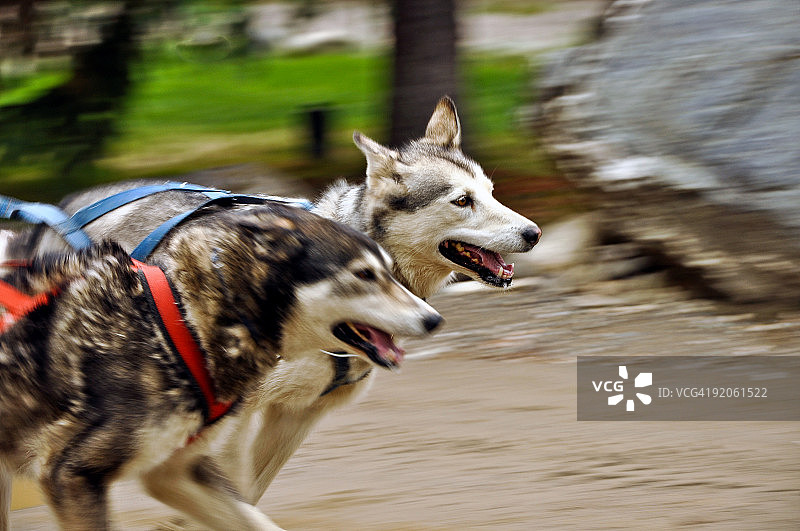 两只雪橇犬奔跑图片素材