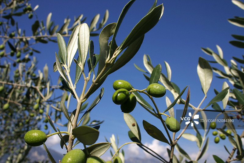 橄榄图片素材