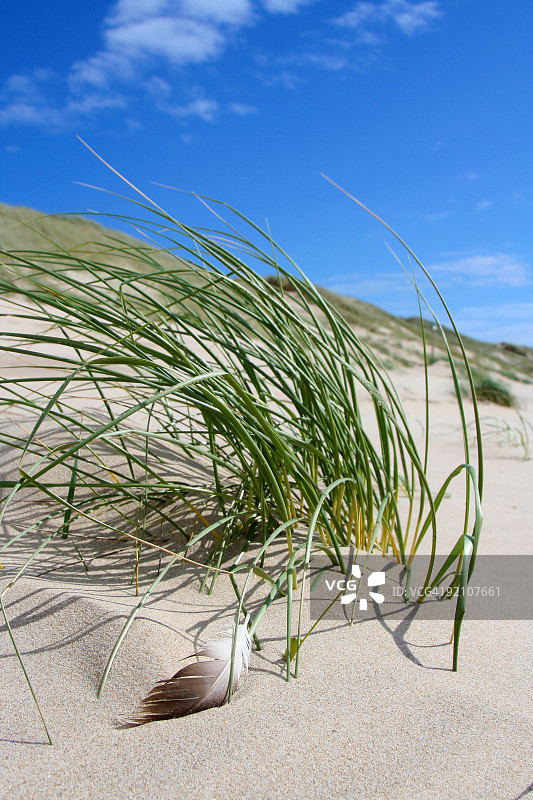 海滩上的羽毛图片素材