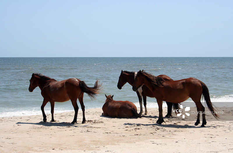 马里兰州阿萨蒂格岛海滩上的野马图片素材