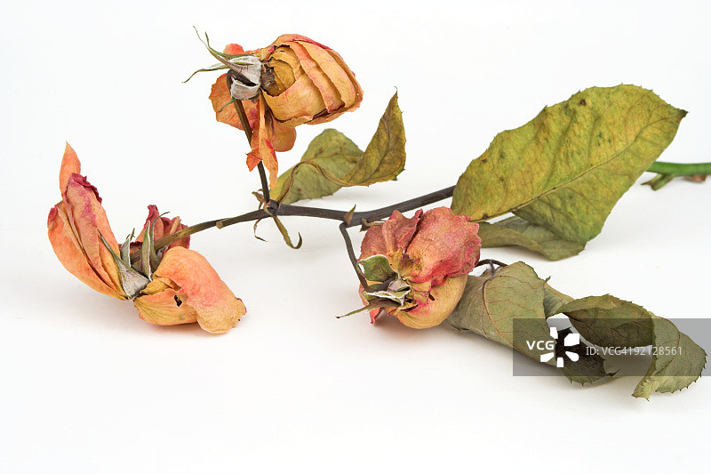 枯萎的玫瑰图片素材