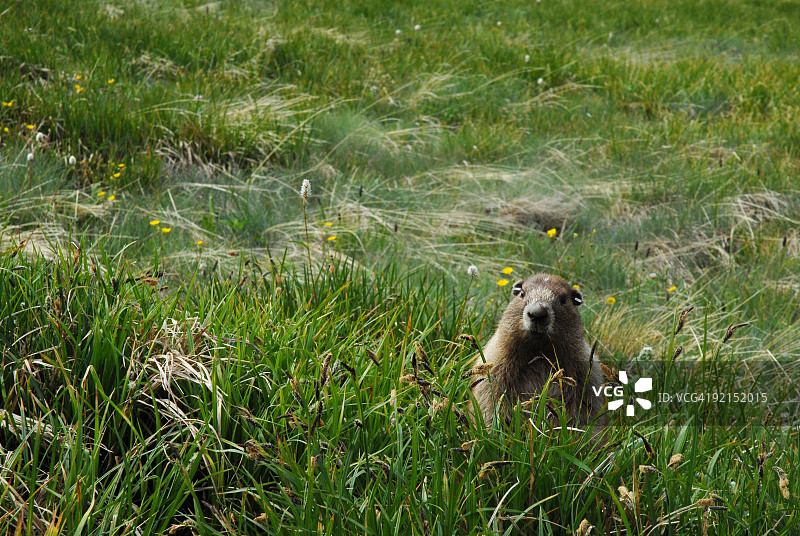 奥林匹克国家公园的土拨鼠图片素材