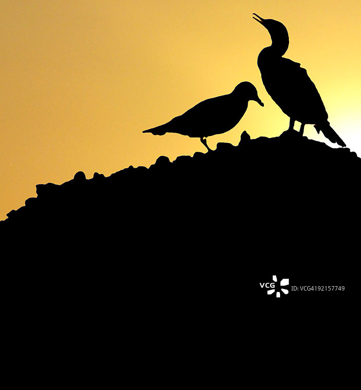 日落下的鸟剪影图片素材