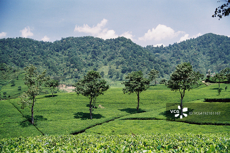 茶园图片素材