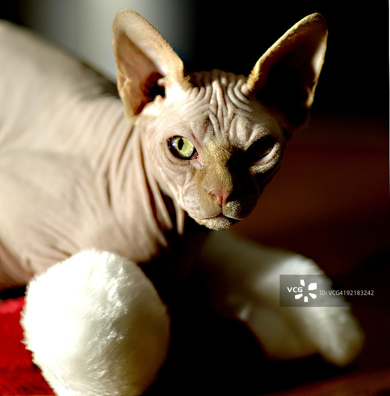 猫和圣诞帽图片素材