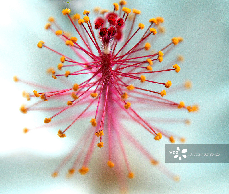 芙蓉花特写图片素材