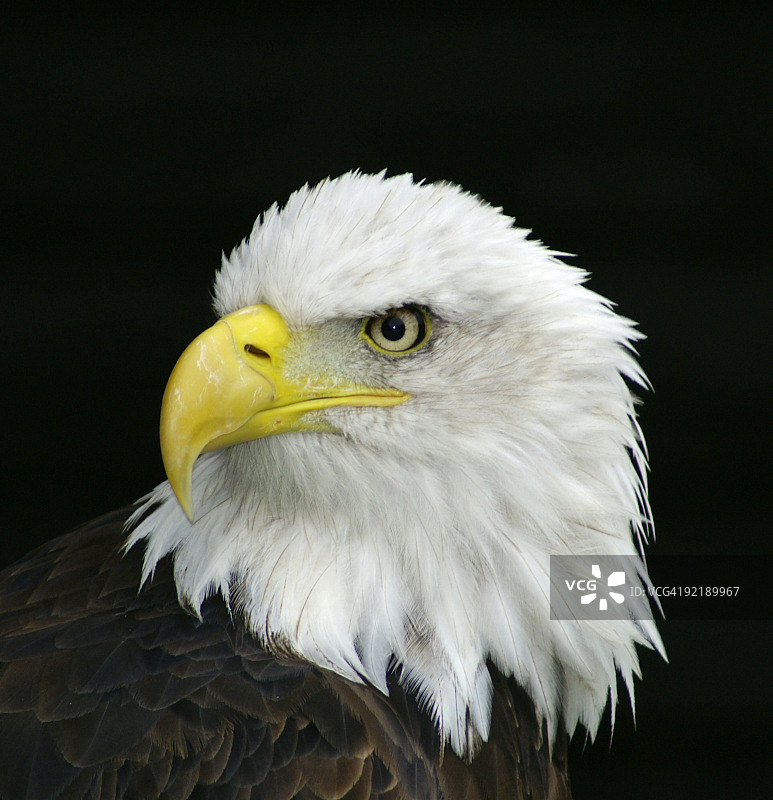 美国秃鹰图片素材