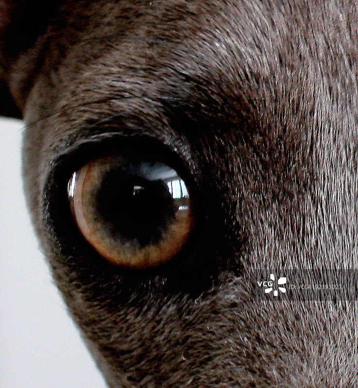 狗眼特写图片素材