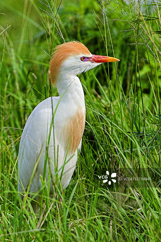 牛白鹭(朱鹮)图片素材