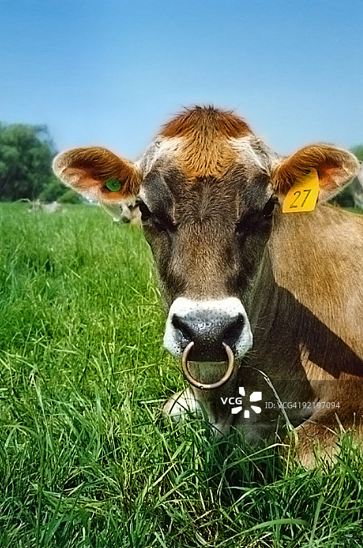 穿孔的牛图片素材