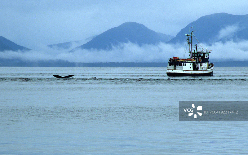 座头鲸与船只图片素材