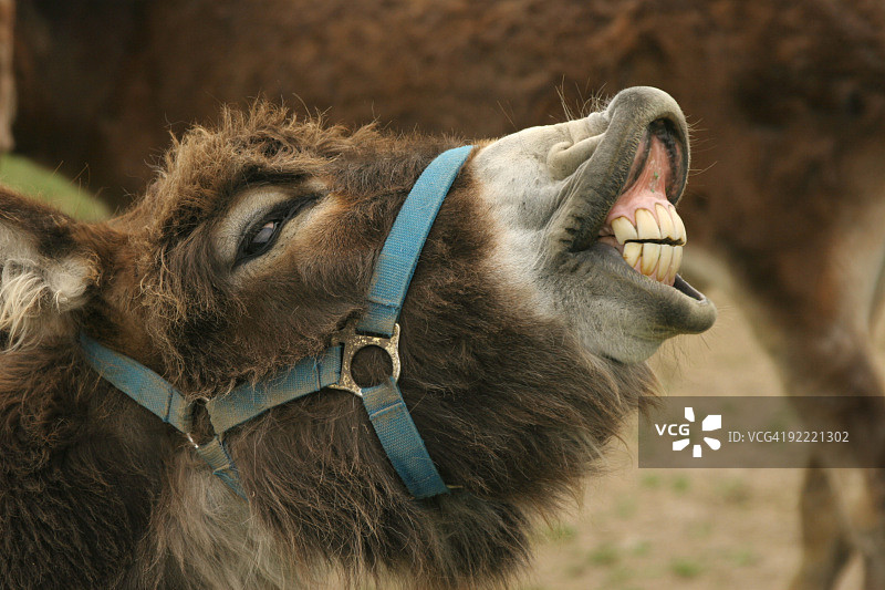 驴的笑容图片素材