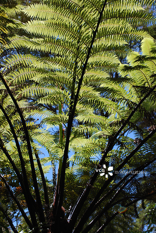 新西兰桫椤树蕨图片素材