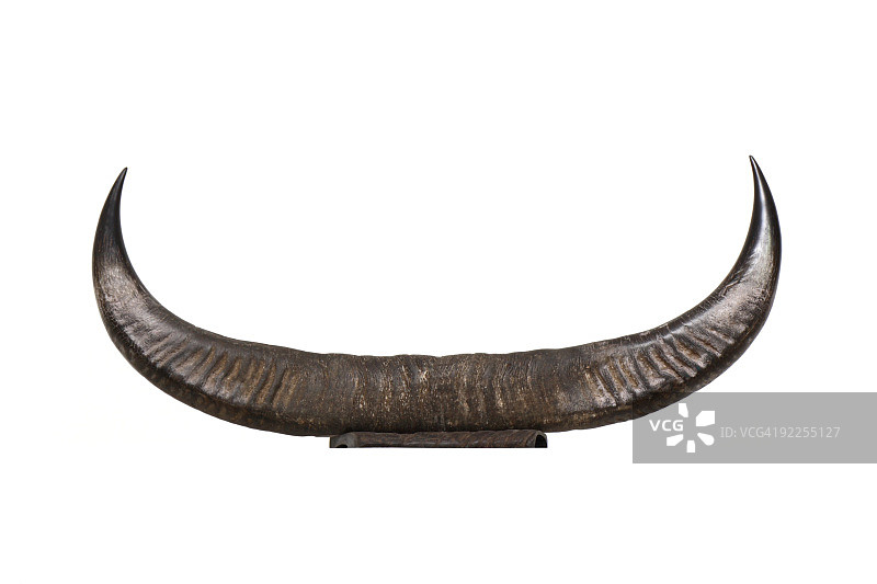 牛角图片素材