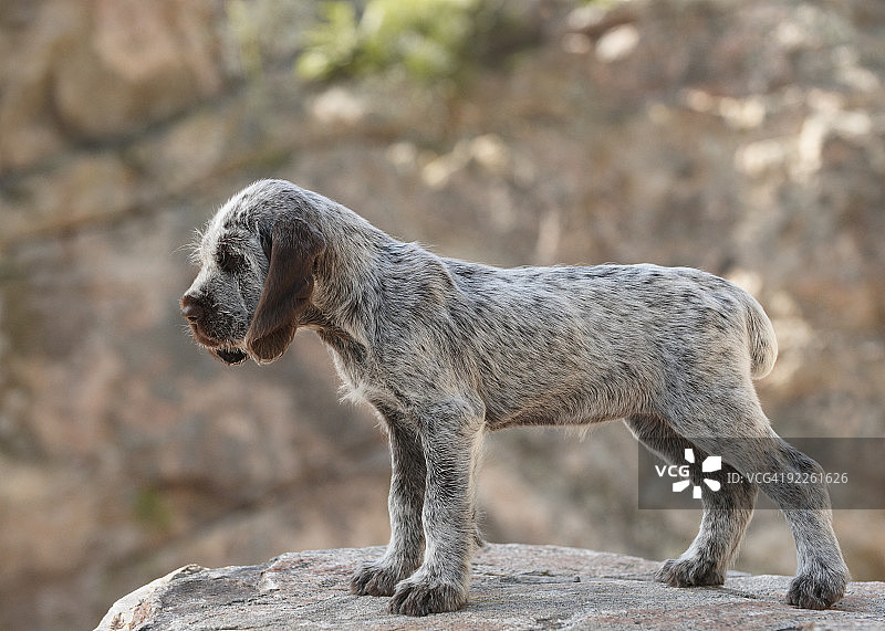 意大利史宾纳犬在岩石上图片素材