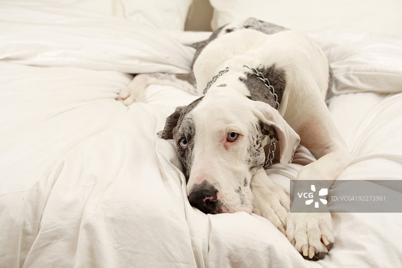 梅尔犬图片素材