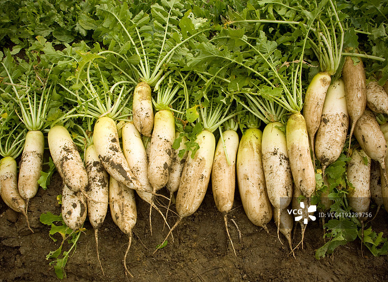 田地里新鲜采摘的成堆白萝卜图片素材