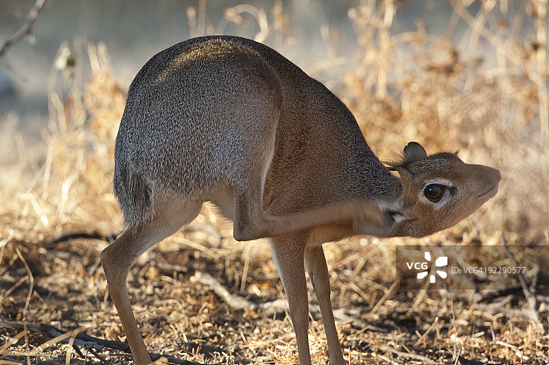 达马拉小羚羊图片素材