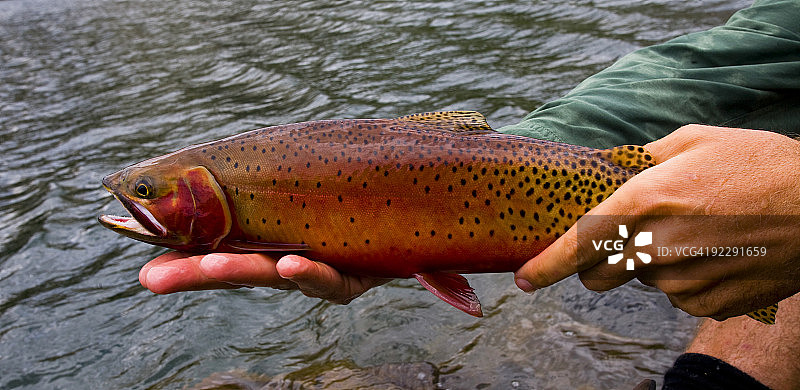手持割喉鳟鱼的男人图片素材