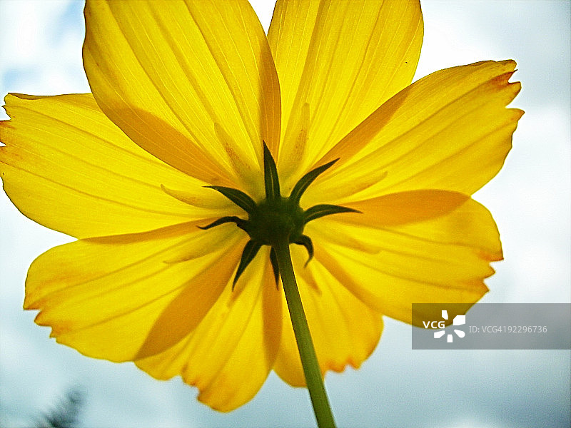 亲吻天空图片素材