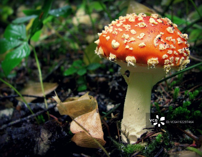 真菌芽图片素材