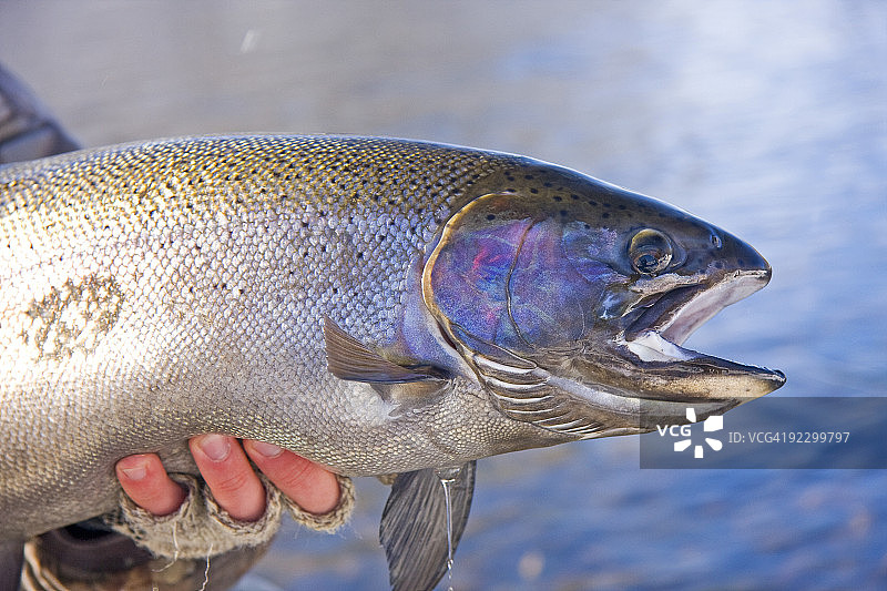 新鲜的雌性硬头鳟鱼图片素材