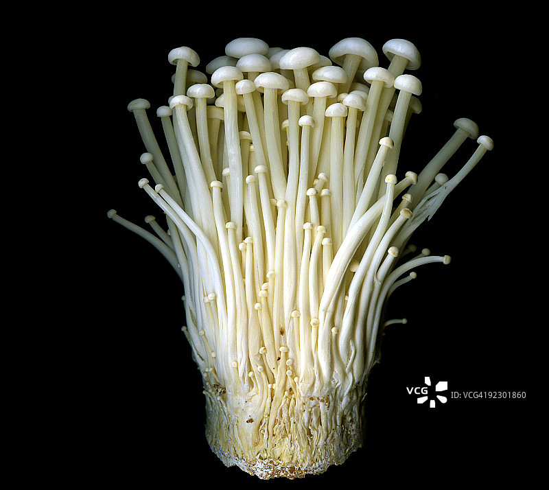 金针菇图片素材