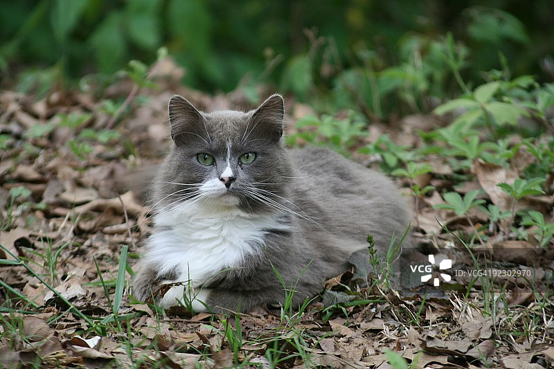 灰色的猫图片素材