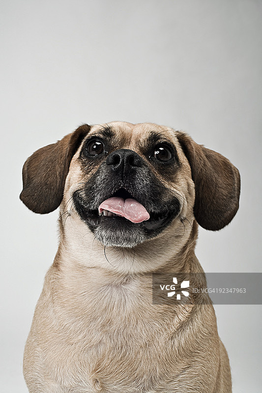 巴哥犬图片素材