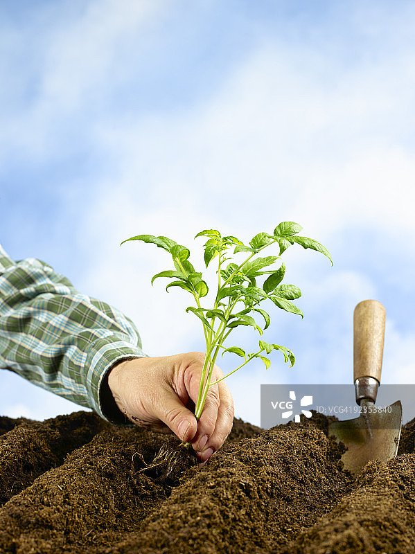 在天空下种植绿色嫩芽。图片素材