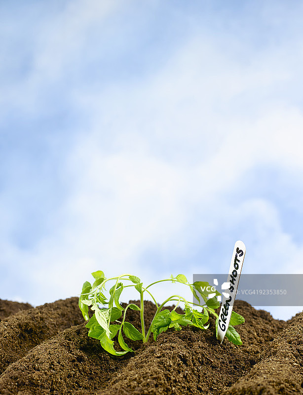 枯萎的绿色复苏嫩芽图片素材
