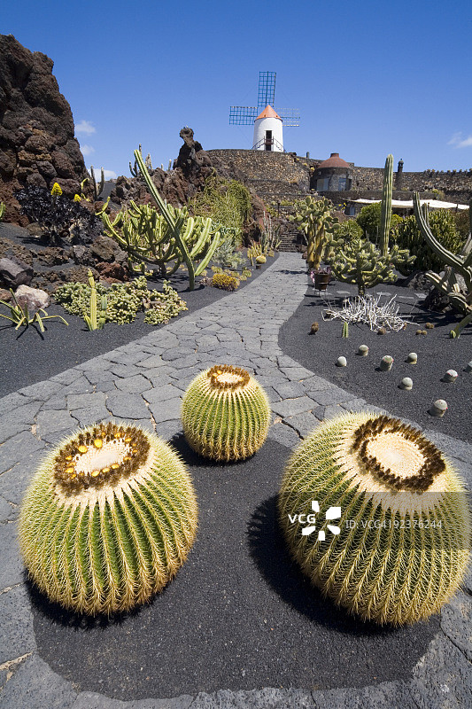 鹅卵石路上的仙人掌特写图片素材