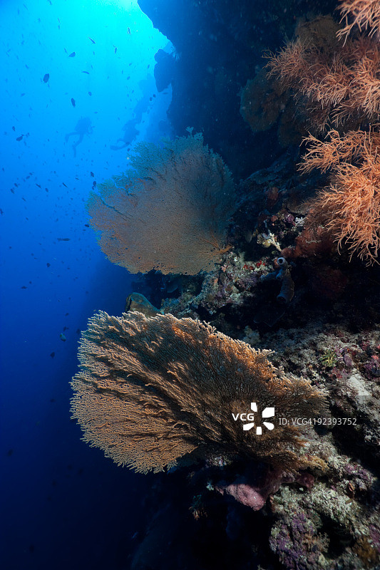 在布纳肯岛热带珊瑚礁仙境中潜水图片素材