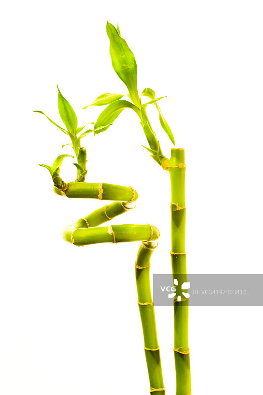 生长的竹子图片素材