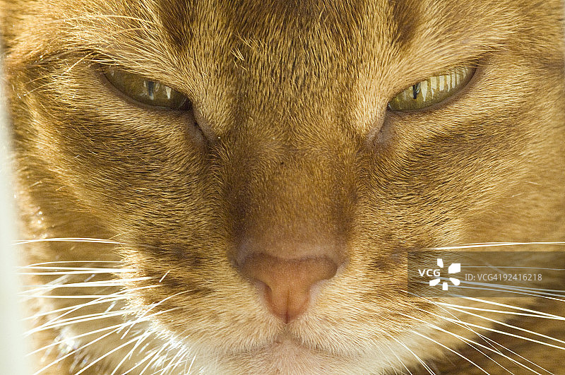 沉思的猫图片素材