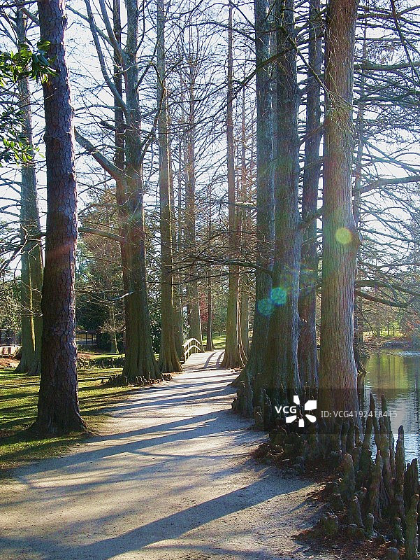 绿树成荫的小路和天鹅湖图片素材