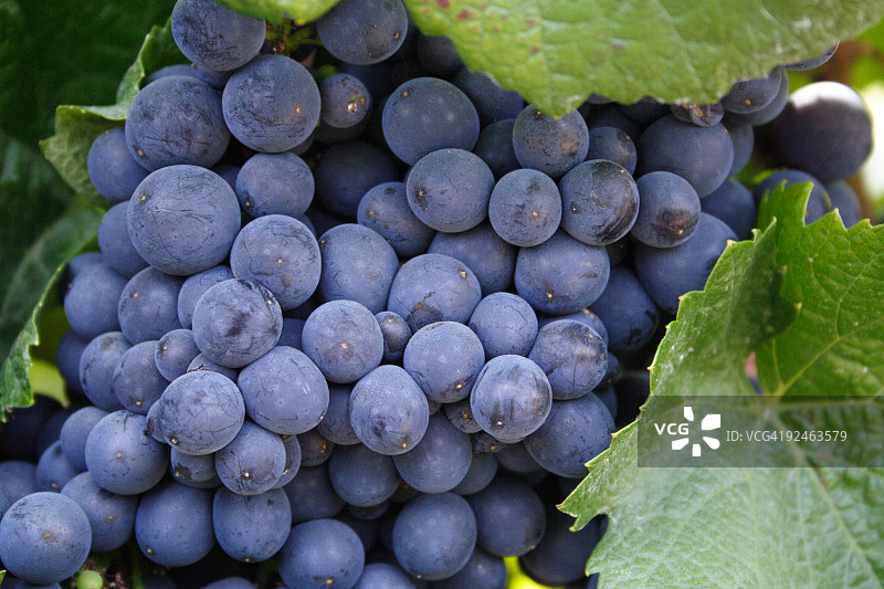 紫色酿酒葡萄特写图片素材