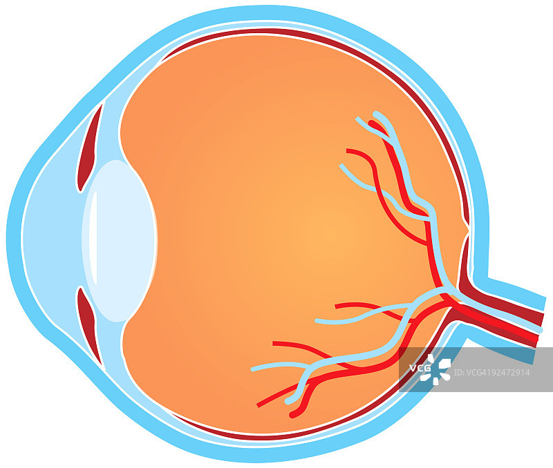 眼睛横截面图片素材