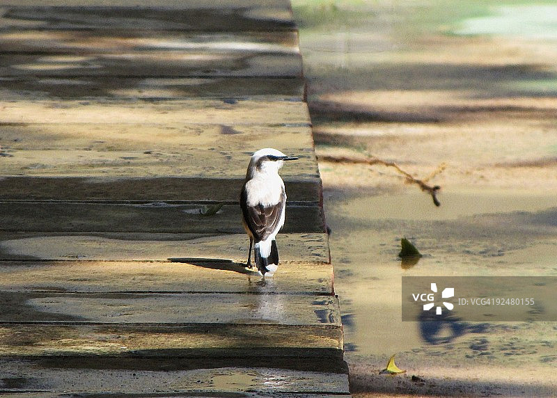 水霸鹟图片素材