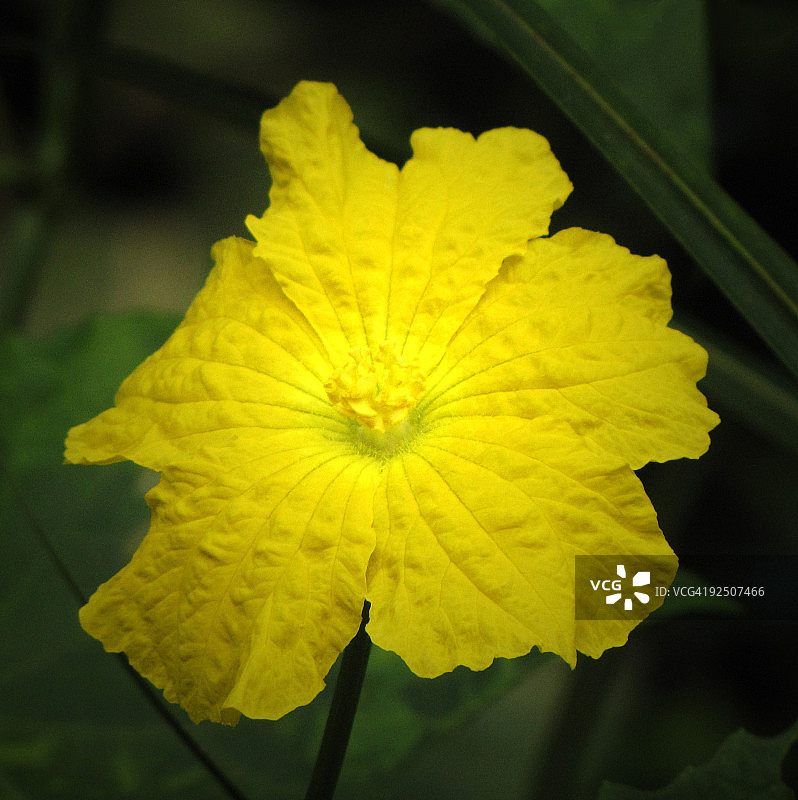 异域黄色花朵图片素材