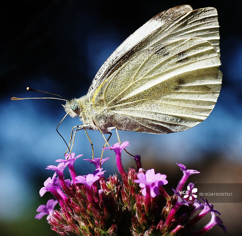 一只大白蝴蝶停在马鞭草上图片素材
