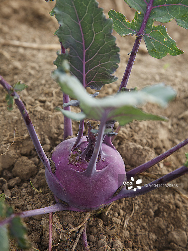 地里的紫色大头菜图片素材