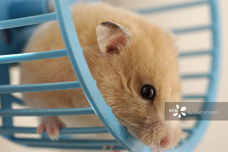 滚轮里的仓鼠图片素材