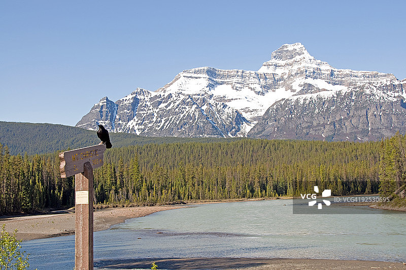 贾斯珀国家公园中的克里斯蒂山渡鸦图片素材